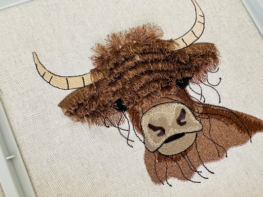 Big Fringed Highland Cow