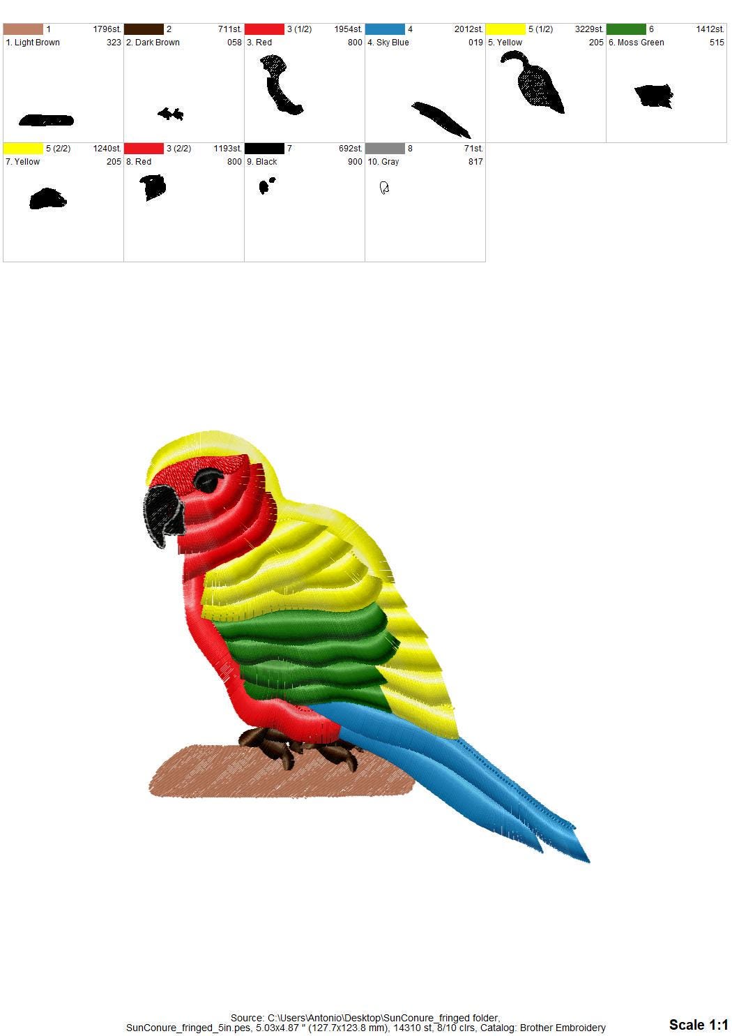 Fluffy Sun Conure Parrot