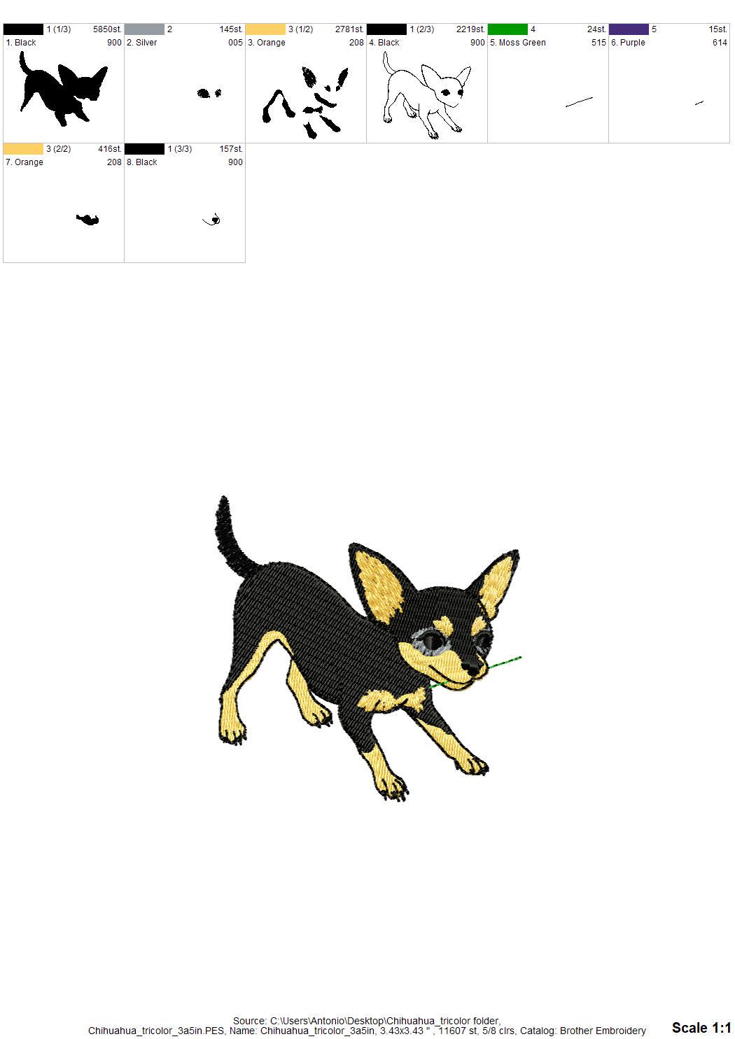 Cute Playing Chihuahua Tricolor
