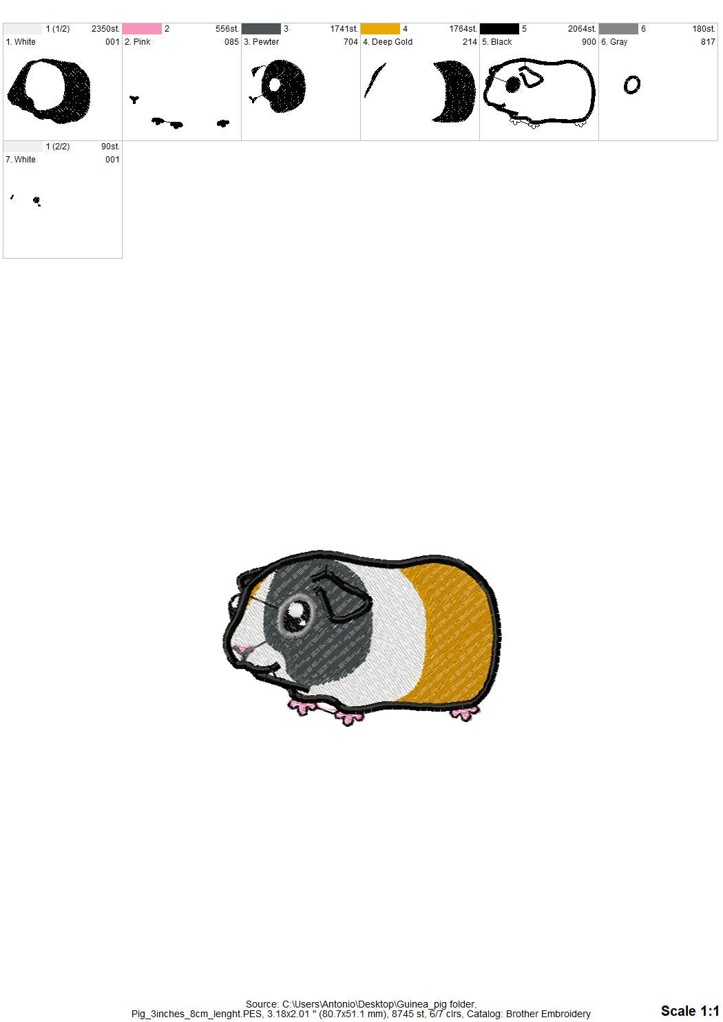 Cute Guinea Pig