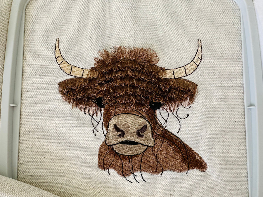 Big Fringed Highland Cow
