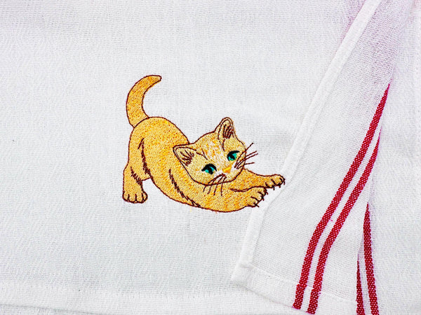 Lovely Scratching  Kitty Cat