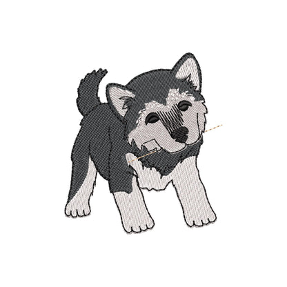 Playing German Malamute Puppy