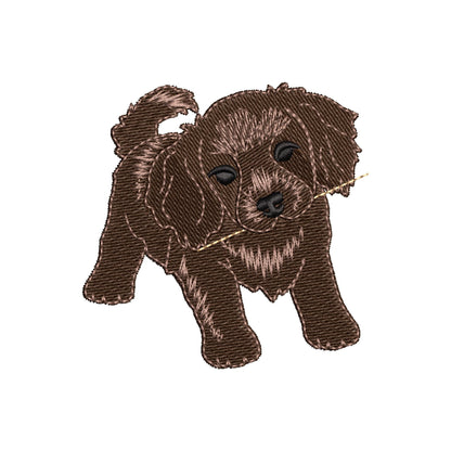 Playing Boykin Spaniel Puppy