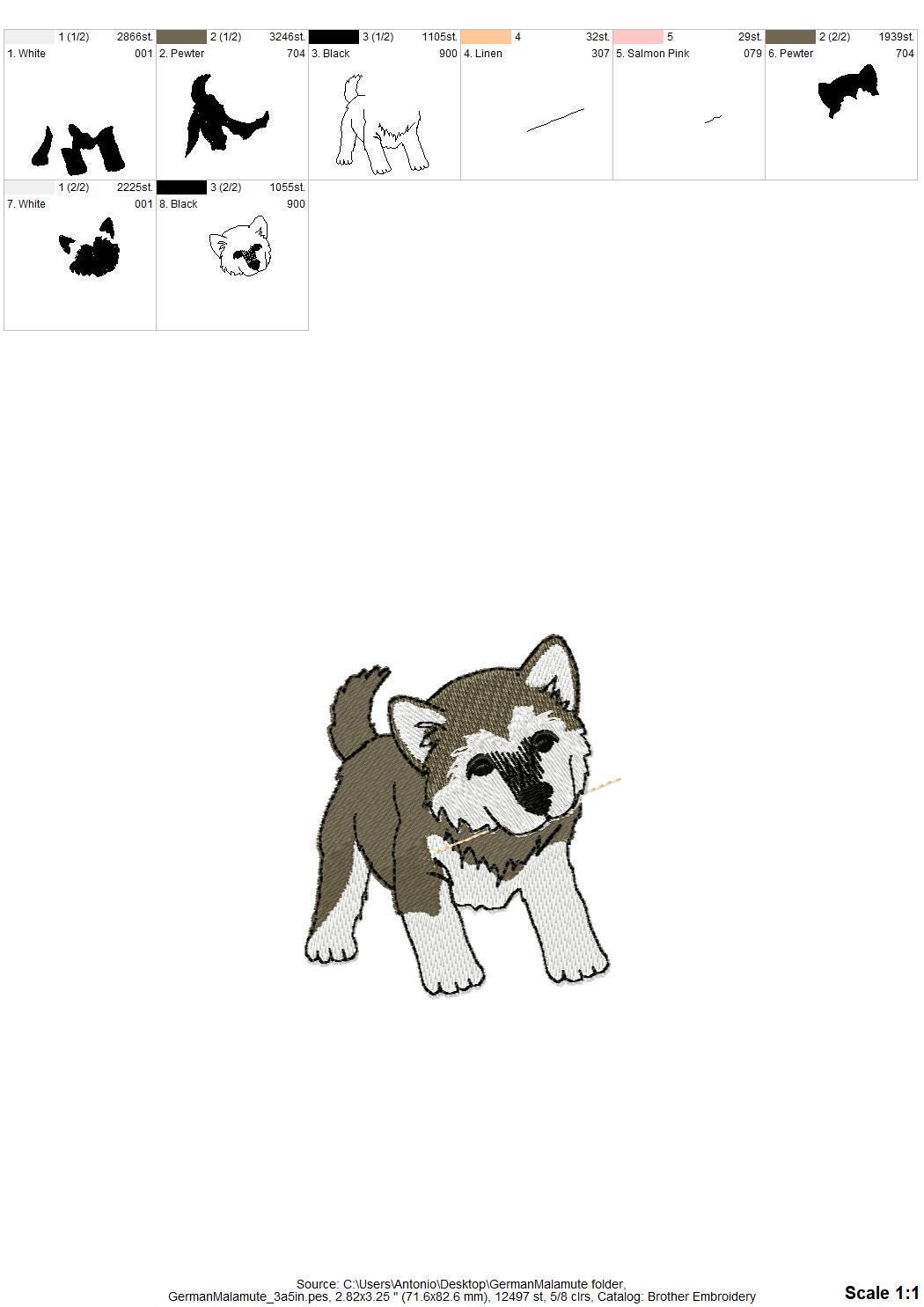 Playing German Malamute Puppy