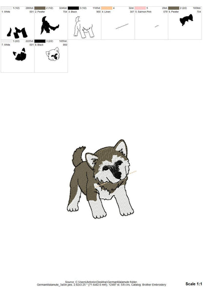 Playing German Malamute Puppy