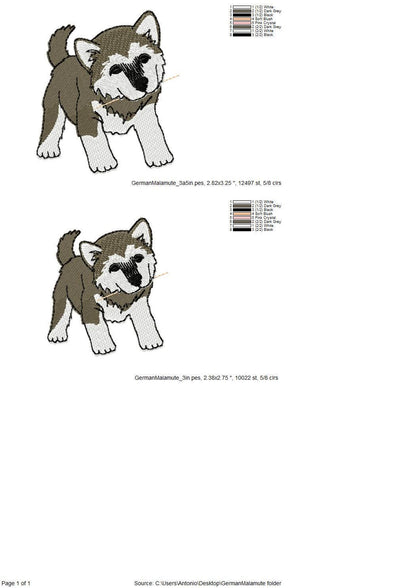 Playing German Malamute Puppy