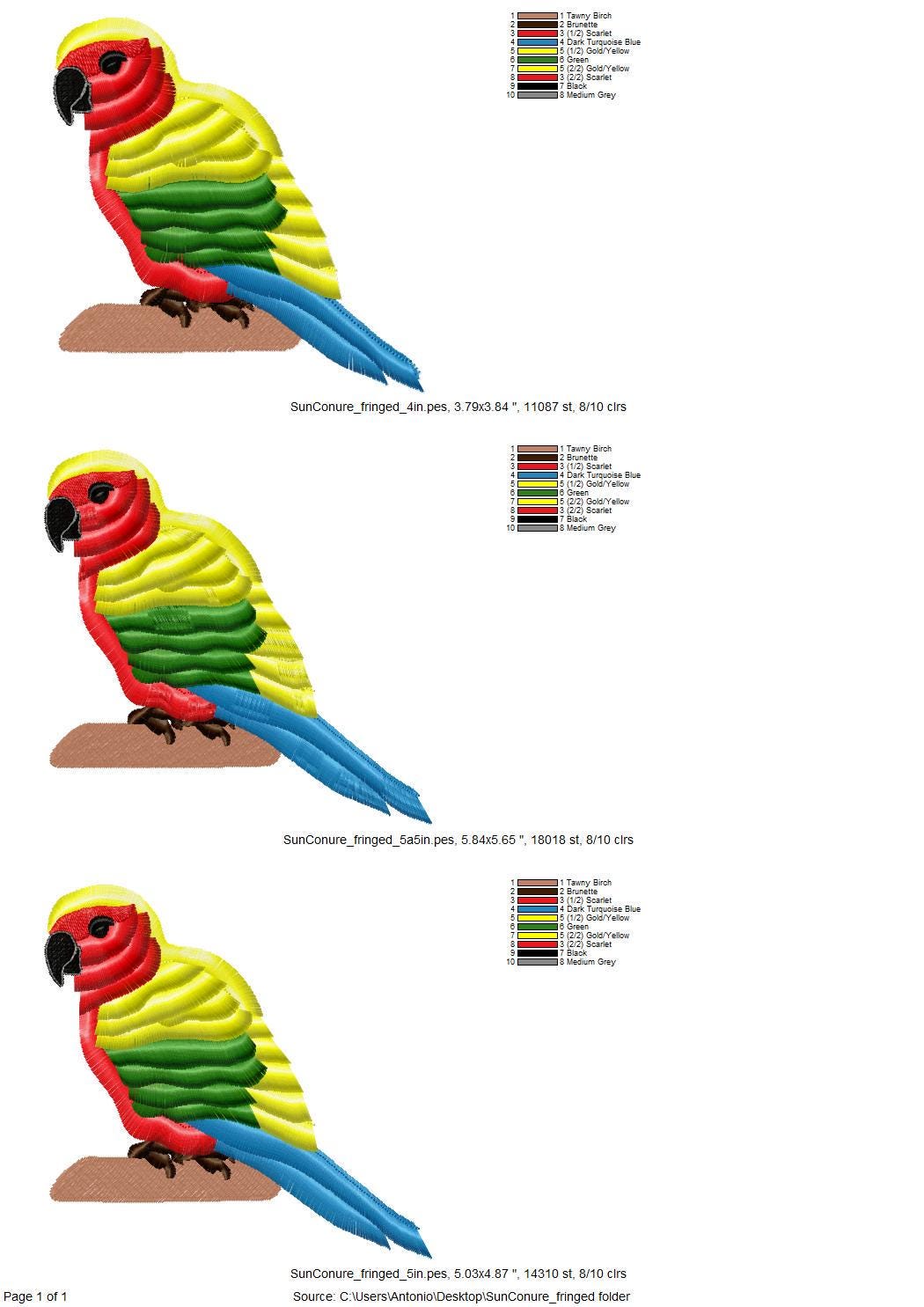 Fluffy Sun Conure Parrot