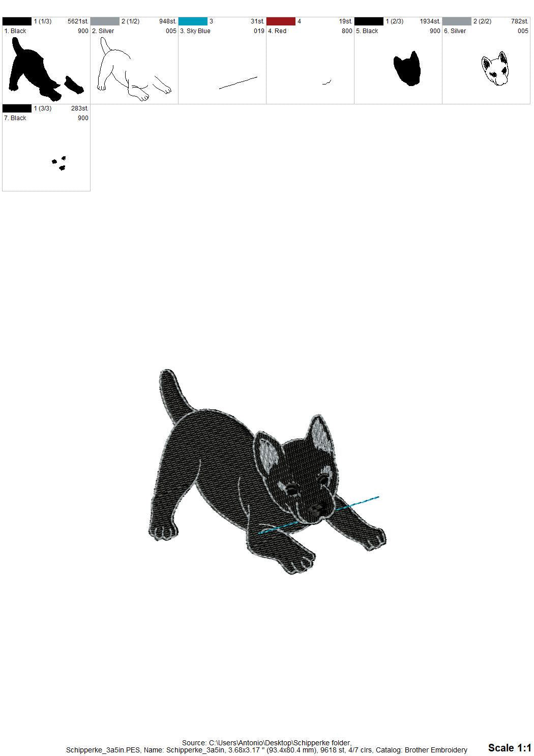 Playing Schipperke Puppy