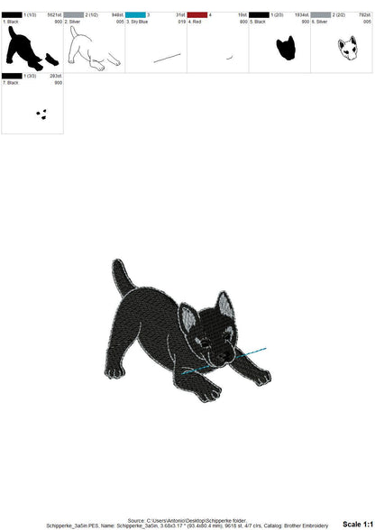 Playing Schipperke Puppy