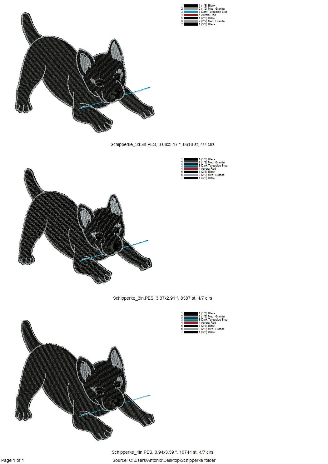 Playing Schipperke Puppy