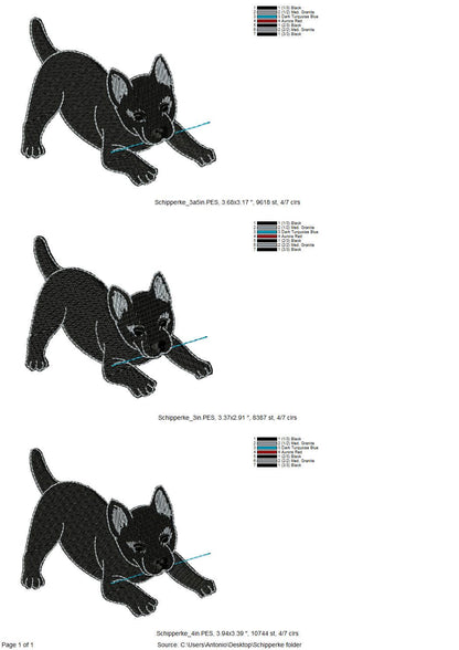 Playing Schipperke Puppy