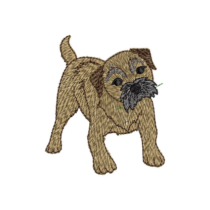 Playing Border Terrier Puppy