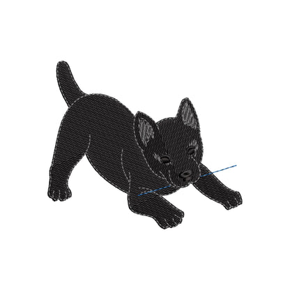 Playing Schipperke Puppy