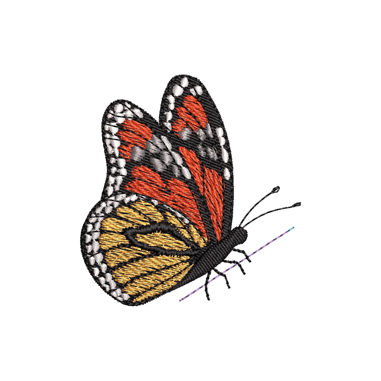 Beautiful Summer Butterfly Monarch