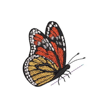 Beautiful Summer Butterfly Monarch