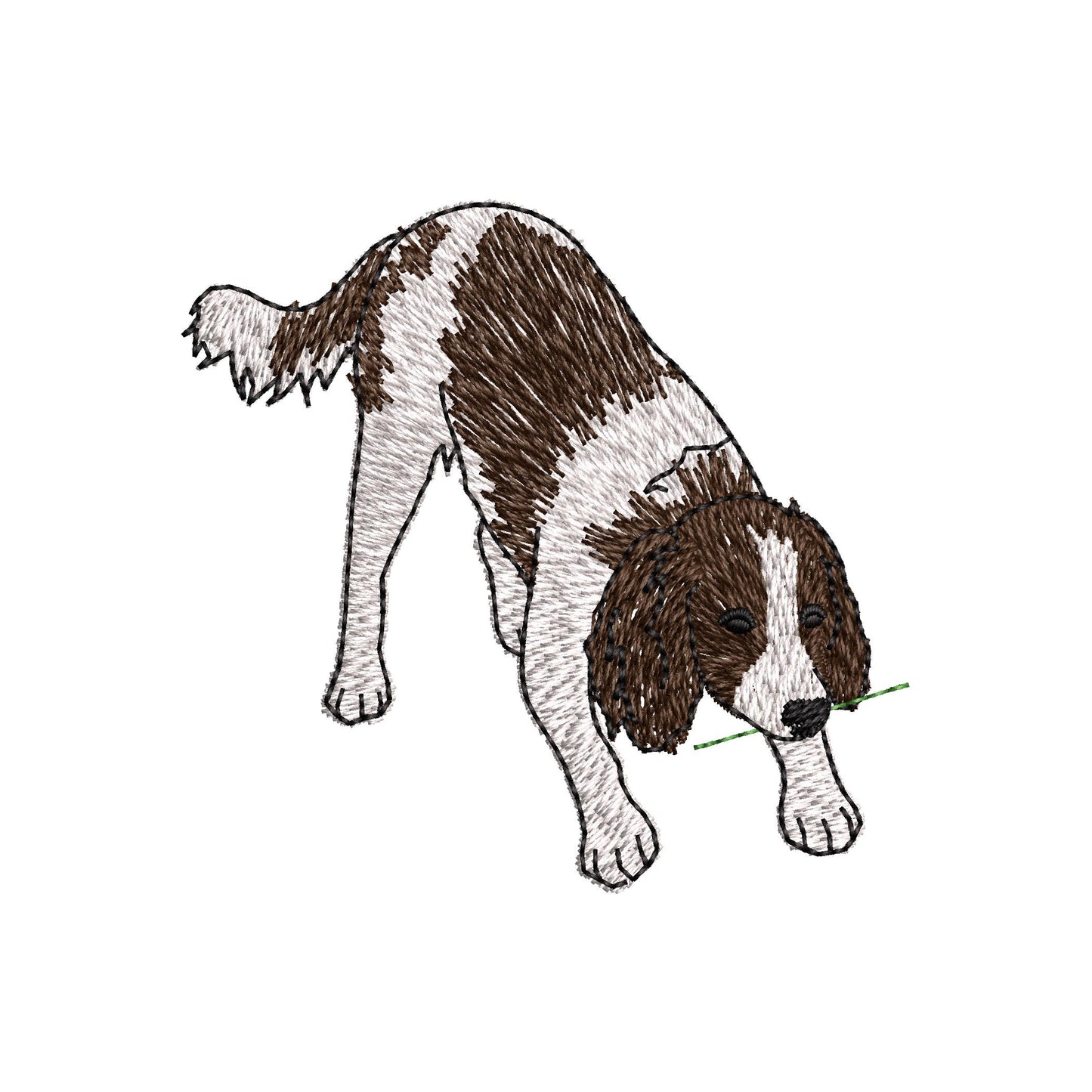 Playing Springer Spaniel Puppy