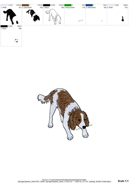 Playing Springer Spaniel Puppy
