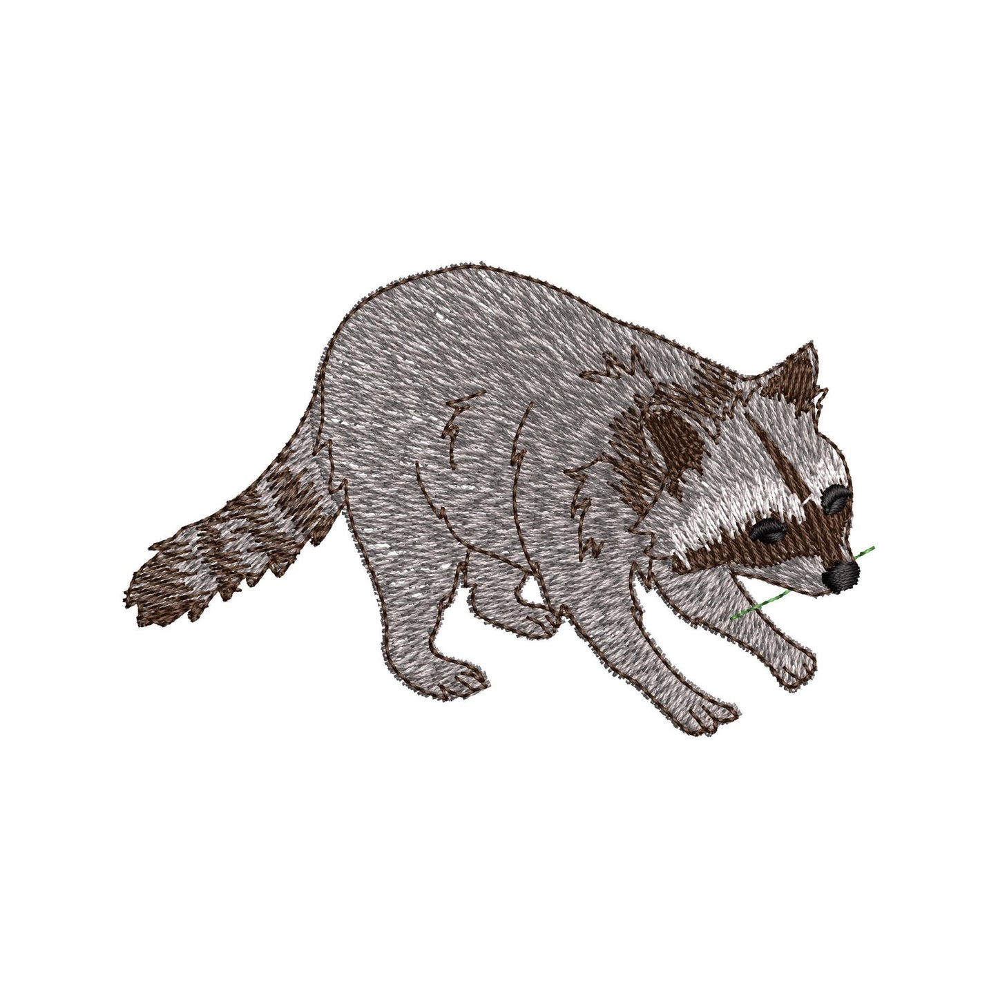 Playing Raccoon Cub