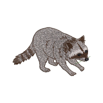 Playing Raccoon Cub