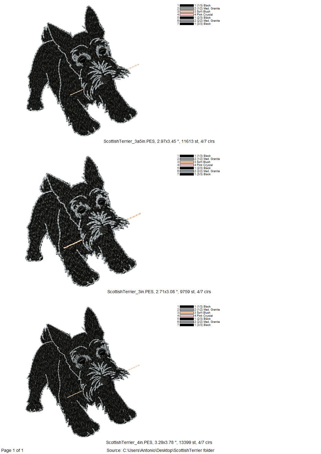 Playing Scottish Terrier Puppy