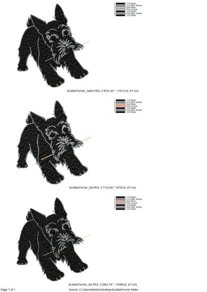 Playing Scottish Terrier Puppy