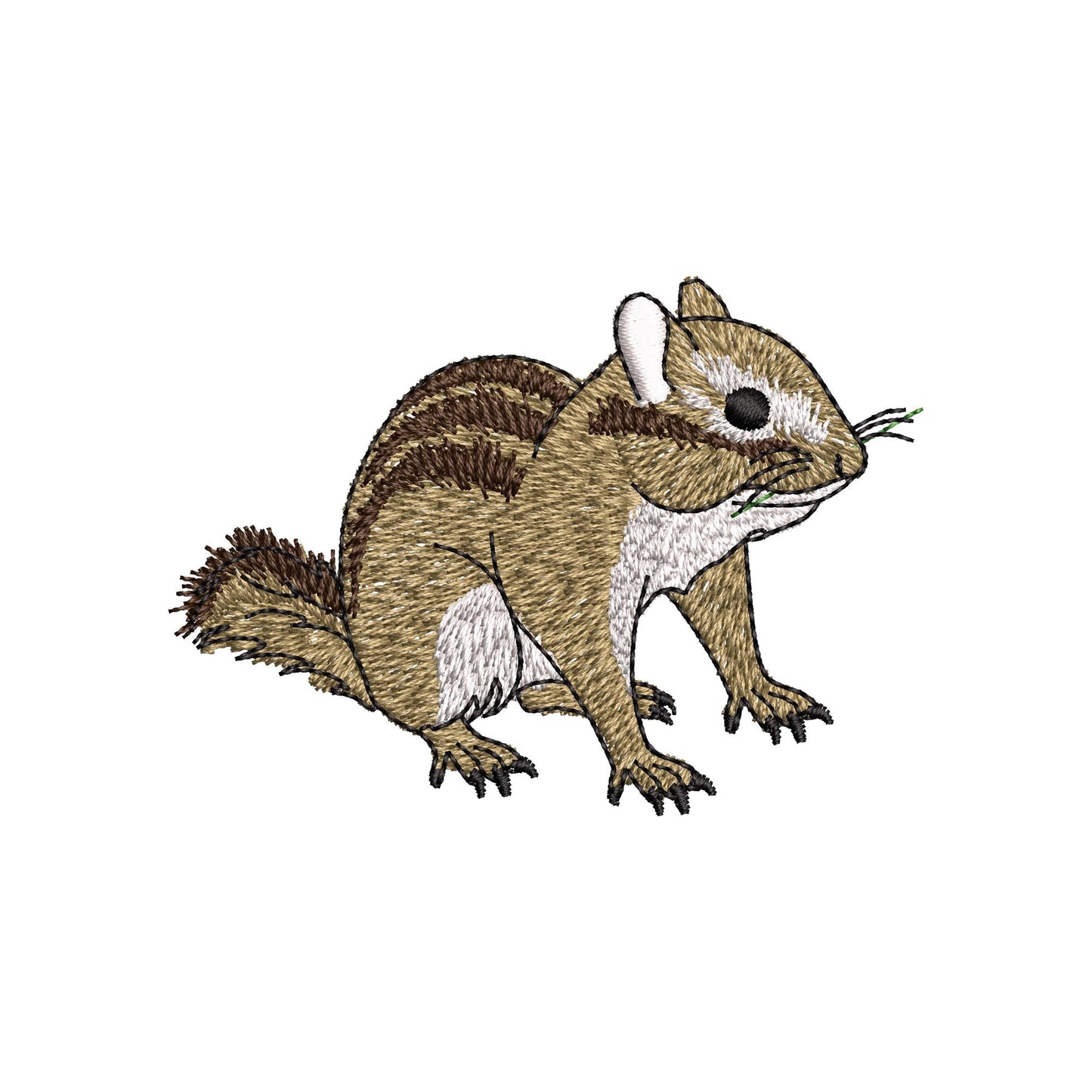 Cute Chipmunk Squirrel