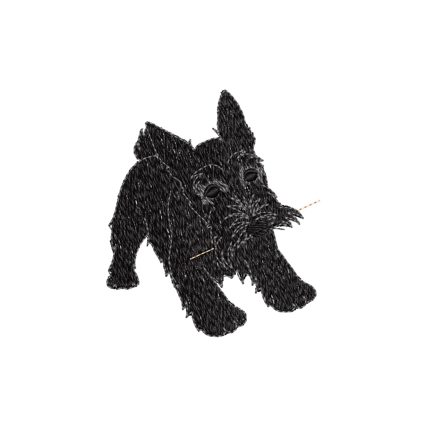Playing Scottish Terrier Puppy