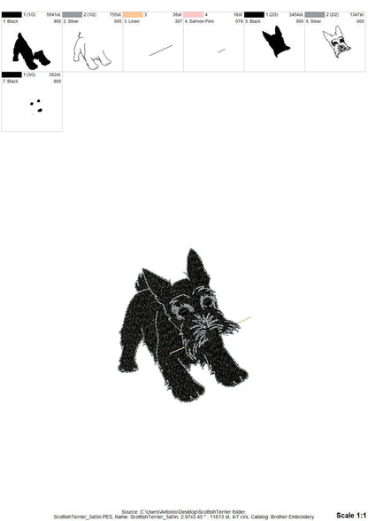 Playing Scottish Terrier Puppy