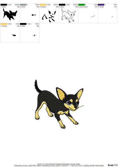 Cute Playing Chihuahua Tricolor