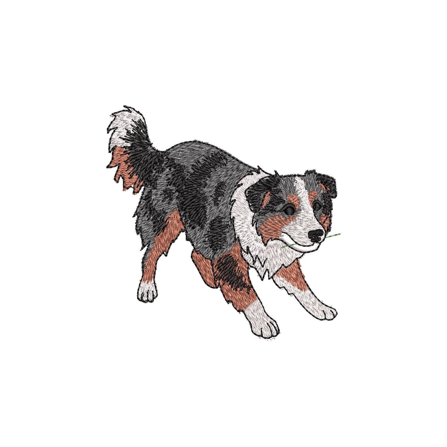 Australian Shepherd Puppy Thief