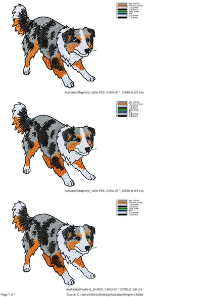 Australian Shepherd Puppy Thief