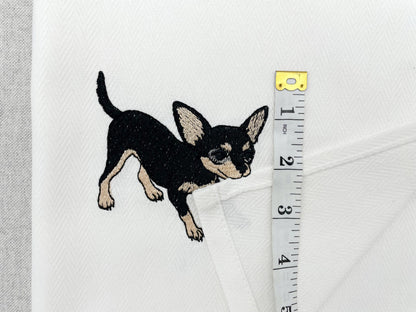 Cute Playing Chihuahua Tricolor