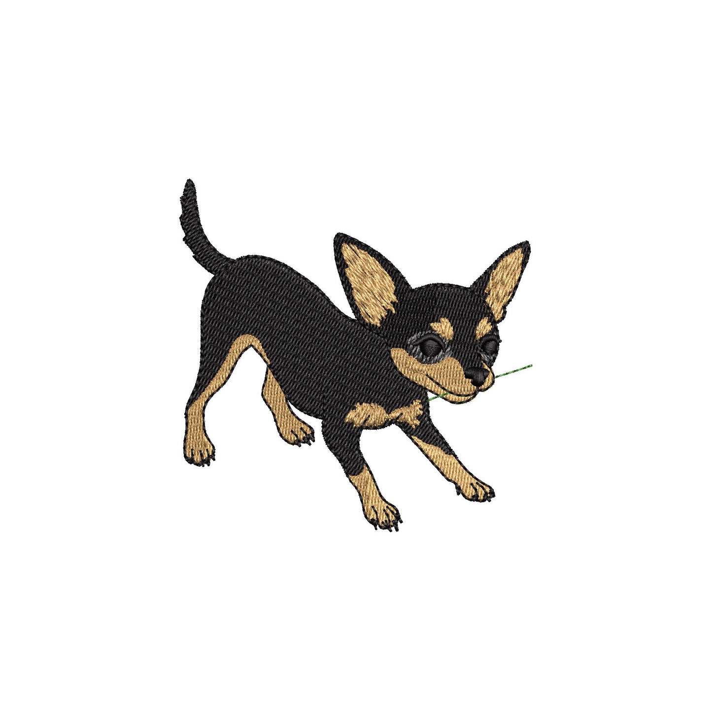 Cute Playing Chihuahua Tricolor