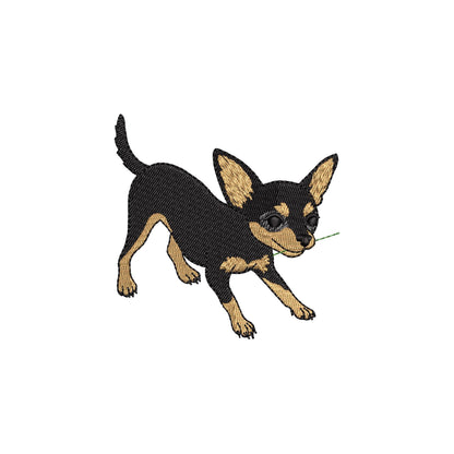 Cute Playing Chihuahua Tricolor