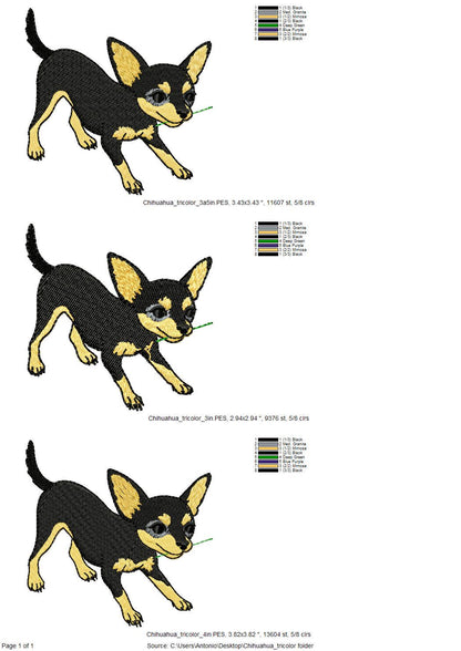 Cute Playing Chihuahua Tricolor