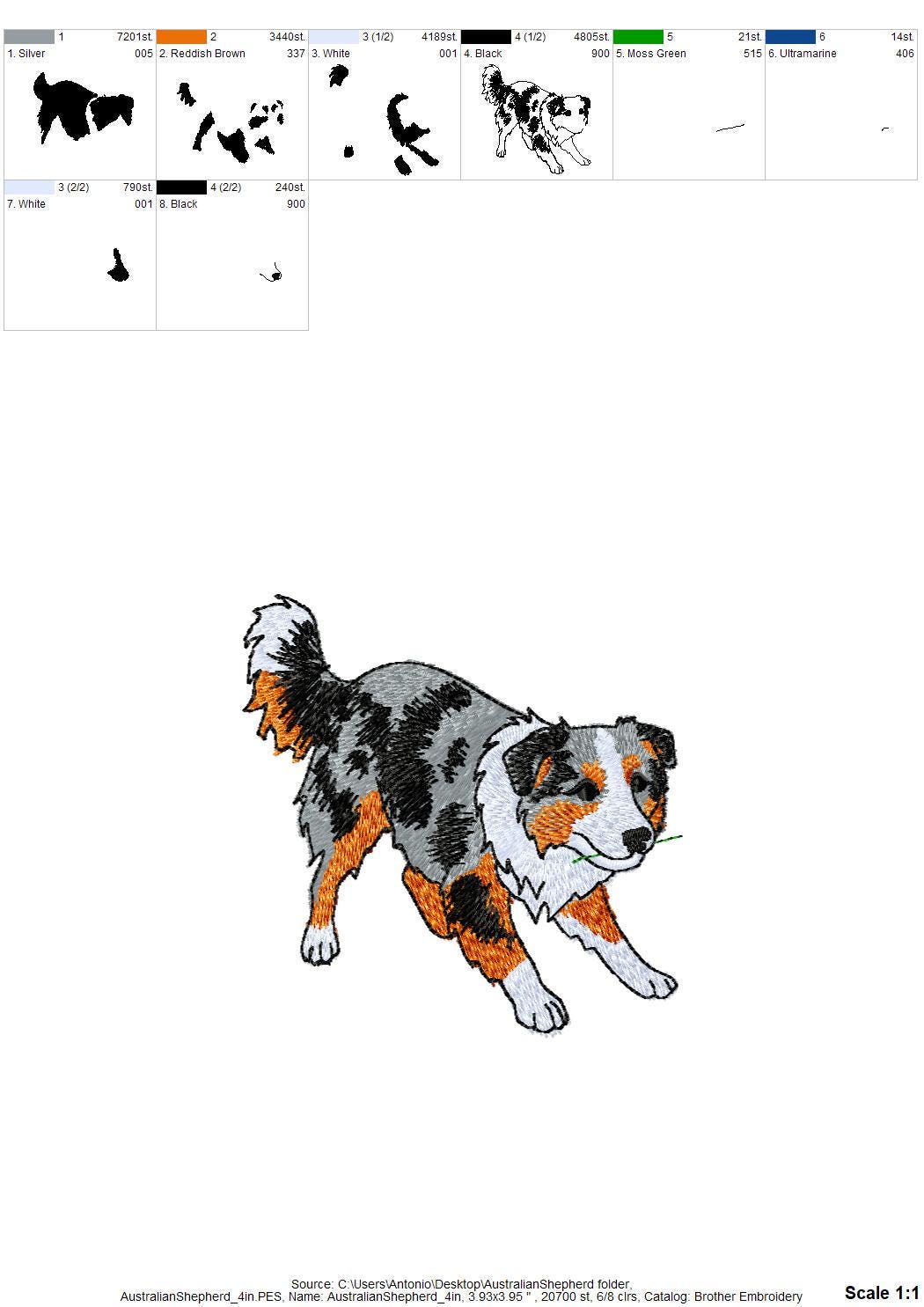 Australian Shepherd Puppy Thief