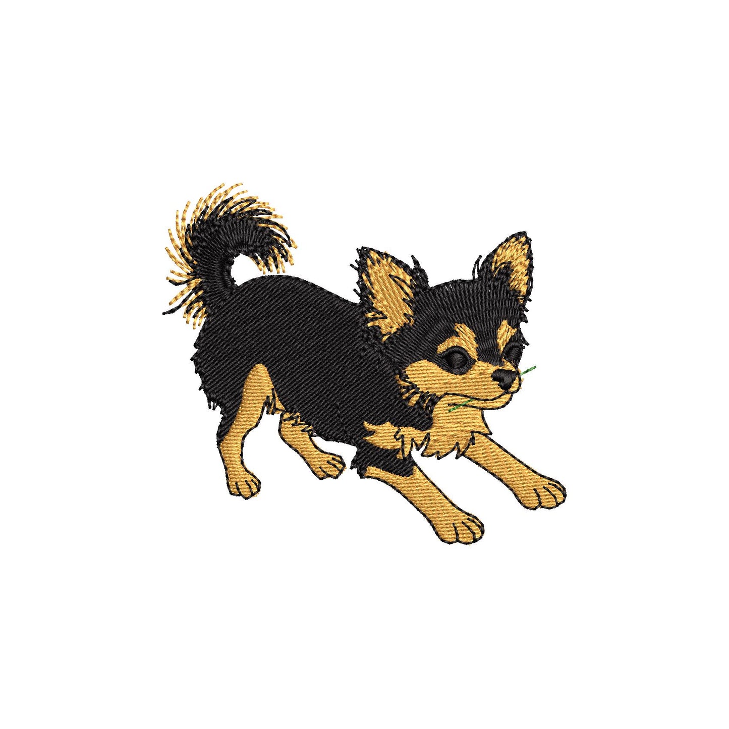 Long Hair Chihuahua Puppy Thief