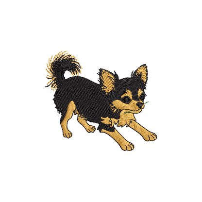 Long Hair Chihuahua Puppy Thief