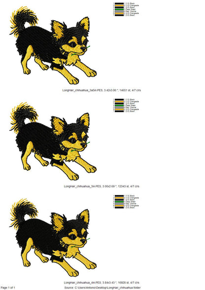 Long Hair Chihuahua Puppy Thief