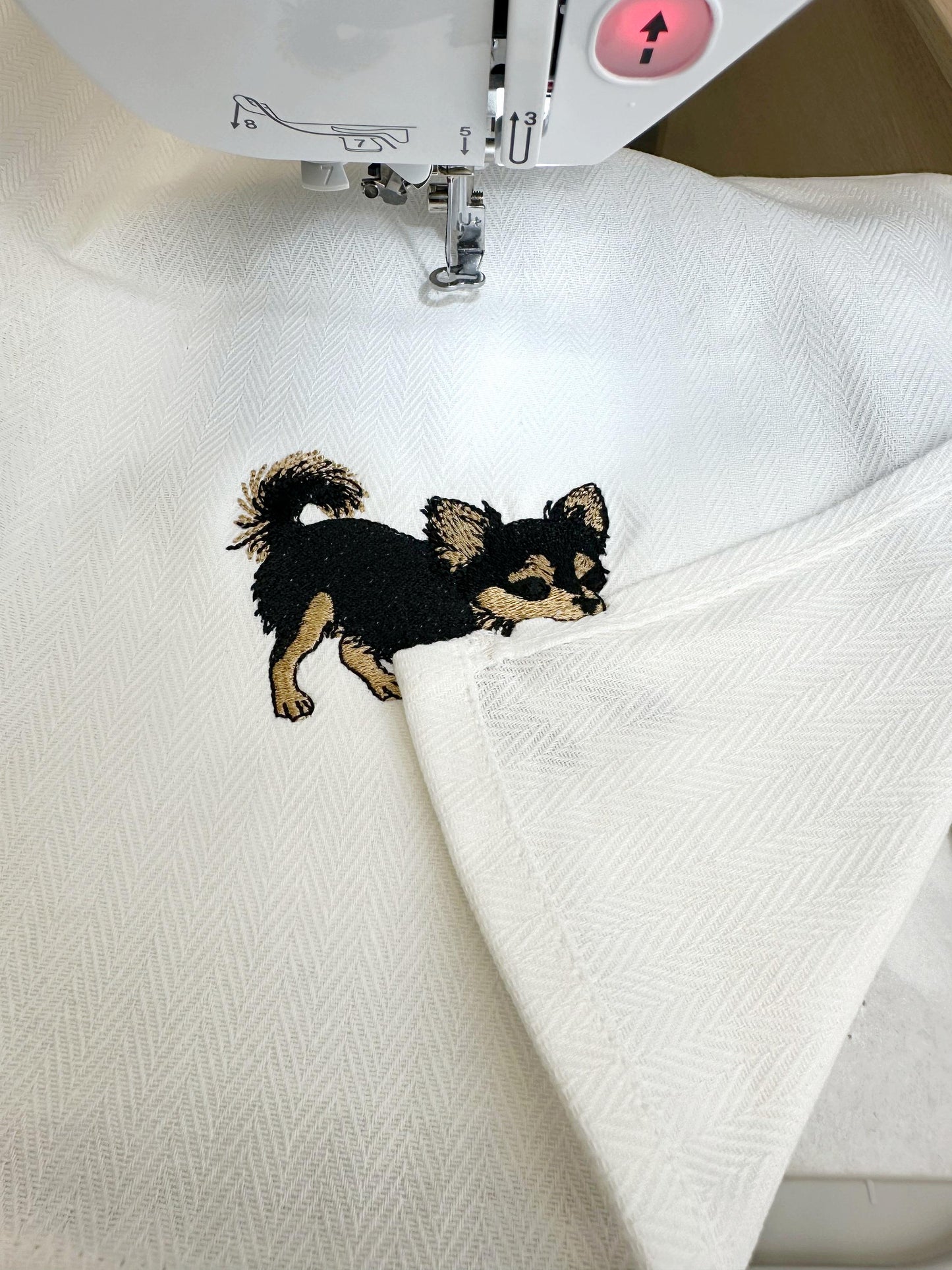 Long Hair Chihuahua Puppy Thief