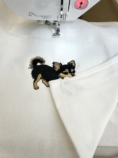 Long Hair Chihuahua Puppy Thief